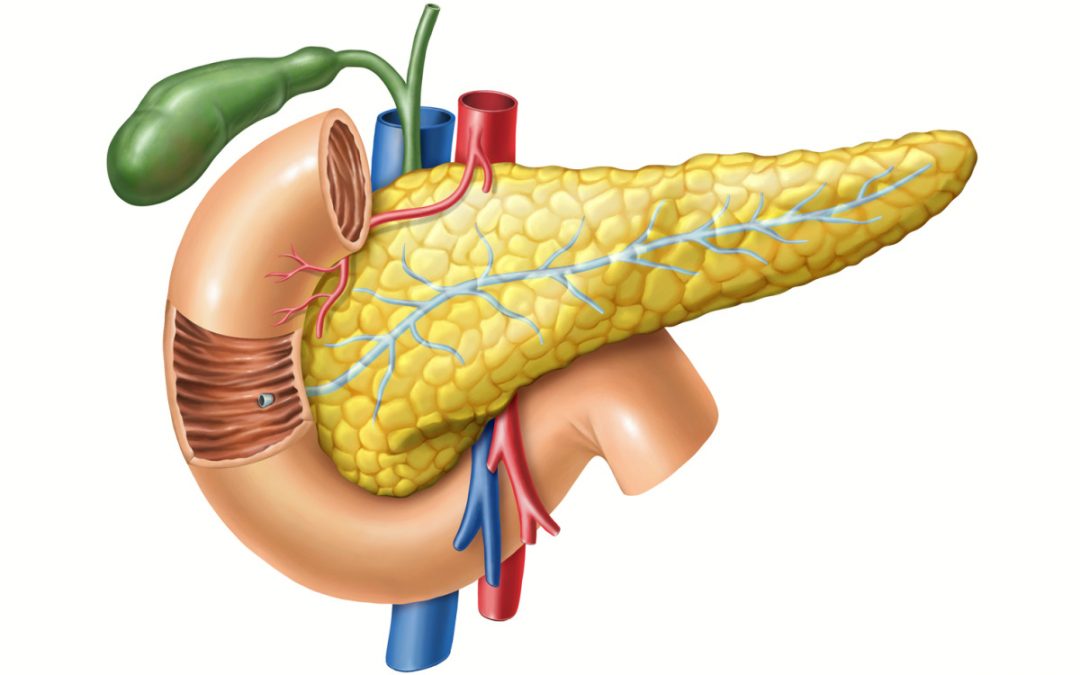 Do You Need Your Pancreas To Live: Understanding the Organs Purpose and Necessity